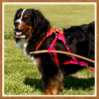 BUNDLE - Adjustable Siwash Harness and Breeching Strap