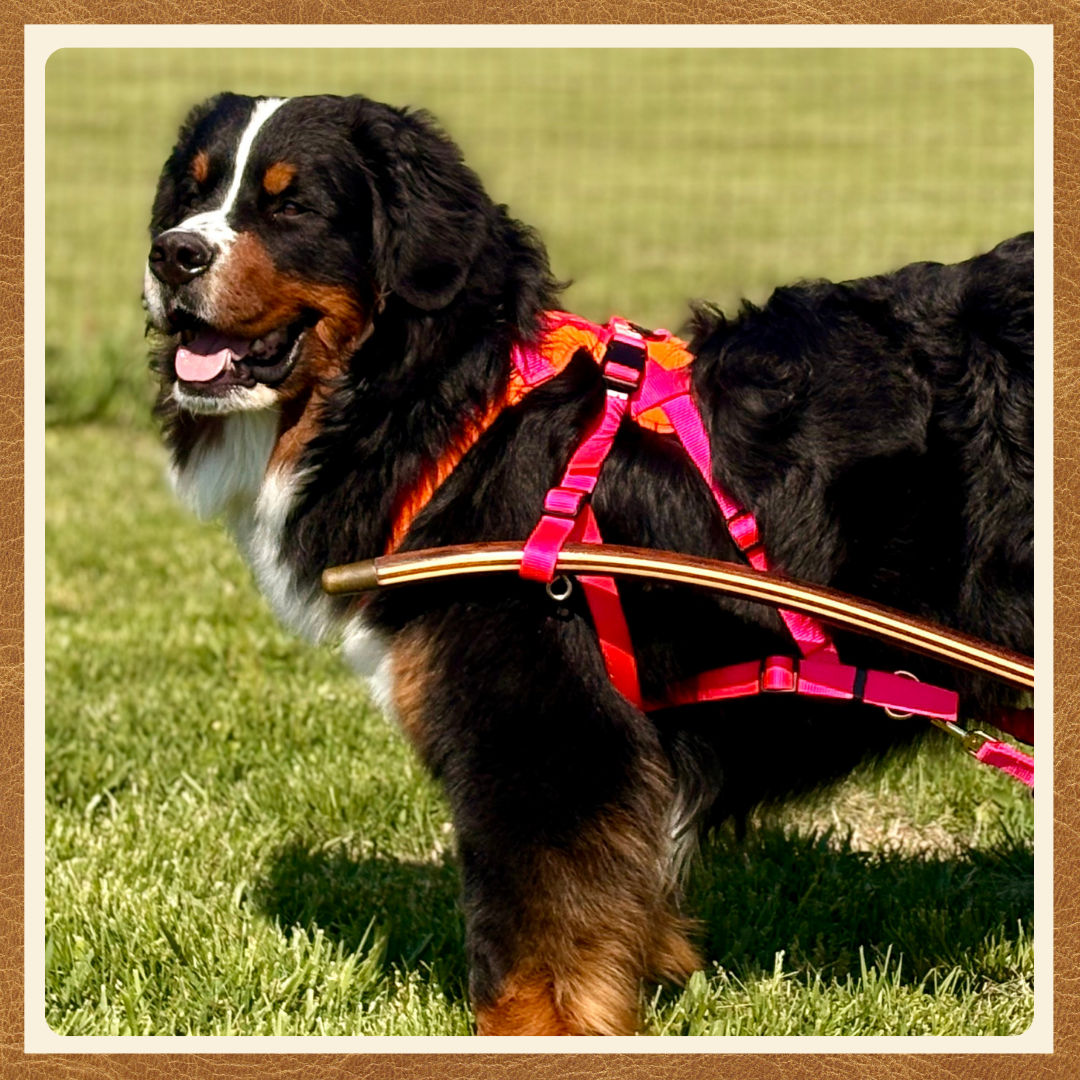 Adjustable Siwash Harness