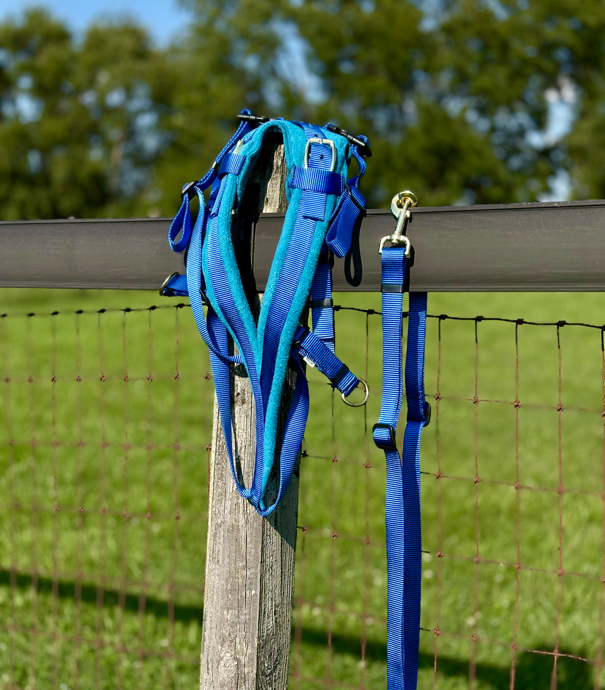 Shelf: Adjustable Siwash Harness - Royal-Turquoise